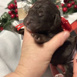 Caroline - Phantom female Goldendoodle puppy in Prosperity, Pennsylvania from Stelladoodles & Company