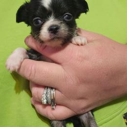 Diamonds - Black and white female Chihuahua puppy in Amity, Pennsylvania from Baxters Chihuahuas