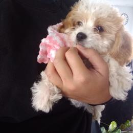 Cavachon and Poodle Puppies from My Furry Friends