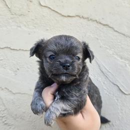 Bluey - Blue and tan female Chihuahua puppy in Vineland, New Jersey from Royal Companion's