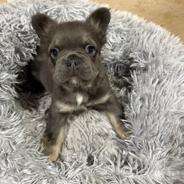 Red Epsilon Collar - Blue female French Bulldog puppy in Woodstock, Georgia from Roman Dynasty Kennels
