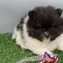 Forrest - Black parti male Pomeranian puppy in Newark, Ohio from Keeperofstars Pomeranians