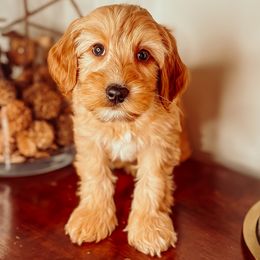 Gene Kelly - Red male Australian Labradoodle puppy in Decatur, Alabama from Southern Meadows Doodles