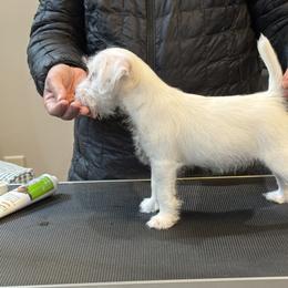 Doberman Pinscher and Parson Russell Terrier Puppies from Saddles Ridge PRT's