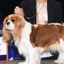Cavalier King Charles Spaniels from Alane's Cavalier King Charles Spaniels
