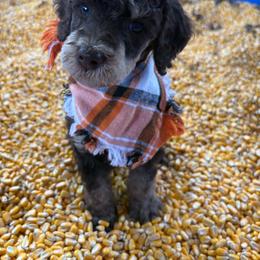 Trick or Treat 1,605 - Phantom male Poodle puppy in Conway, Arkansas from Arkansas River Poodles