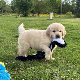 Aspen - Light golden male Golden Retriever puppy in Grant County, Indiana from On The Sunny Side Pavey Farms