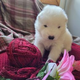 Fire Weed, Red Boy - White and biscuit male Samoyed puppy in Bernalillo County, Washington from ChinookStar Sams