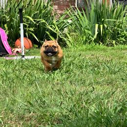 French Bulldog puppies from OK America Kennels