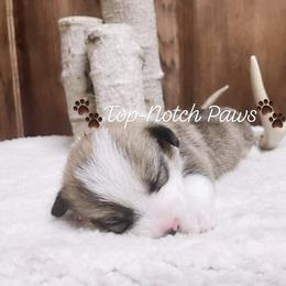 Pembroke Welsh Corgi Puppies from Top-Notch Paws