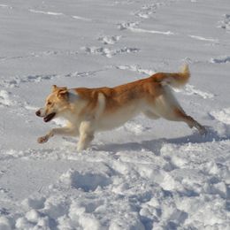 Ivory - Border Collie