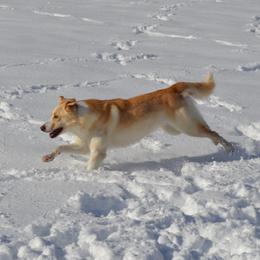 Ivory - Border Collie