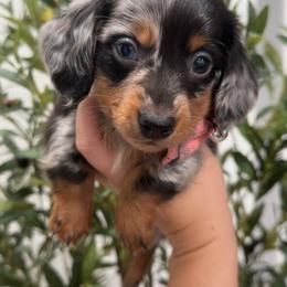 Martini aka Tini - Dapple female Dachshund puppy in North Fort Myers, Florida from Trust Fund Devil Kennel