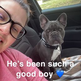 Gus - French Bulldog