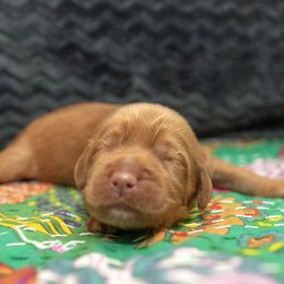 Assorted Doodle Crosses and Goldendoodle Puppies from Meekie Doodle Farm