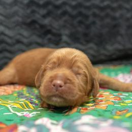 Assorted Doodle Crosses and Goldendoodle Puppies from Meekie Doodle Farm