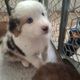 Bailey - Blue merle female Miniature Australian Shepherd puppy in Copperas Cove, Texas from Aussies Acre