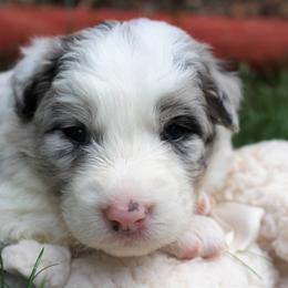 Border Collie Puppies from Team Reeves Ranch