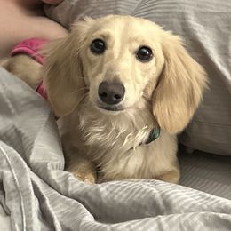 Luna - Dachshund