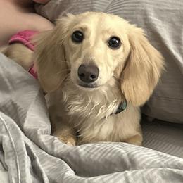 Luna - Dachshund