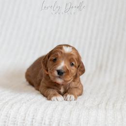 Orange Collar Boy - Red male Australian Labradoodle puppy in Thousand Oaks, California from Lovely Doodle Lane