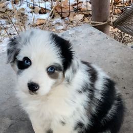 Sally - Blue merle female Australian Shepherd puppy in Neola, Utah from Wall To Wall Aussies