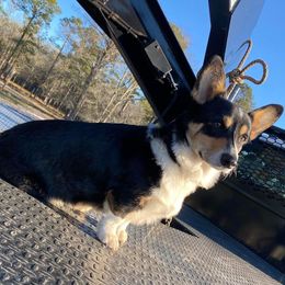 Maverick - Pembroke Welsh Corgi