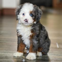Easton - Merle male Bernedoodle puppy in Dundee, Ohio from Down Home Doodle