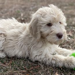Blitzen - Cream Labradoodle puppy in Raleigh, North Carolina from Paxterra Labradoodles