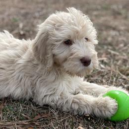 Blitzen - Cream Labradoodle puppy in Raleigh, North Carolina from Paxterra Labradoodles
