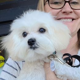 Gizmo - Maltipoo