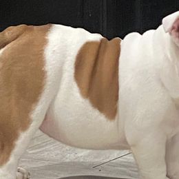 Bulldogs from Dejah Bleu Bulldogs