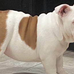 Bulldogs from Dejah Bleu Bulldogs