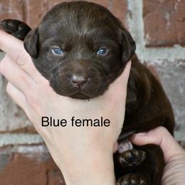 Blue female - Chocolate female Labrador Retriever puppy in Mississippi from Sure Shot English Labs