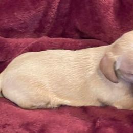 Dachshunds from Marilyn's Dachshunds