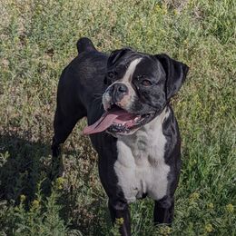 Amaya - Boxer
