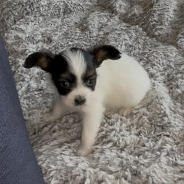 Janie - White black and tan female Papillon puppy in Howe, Oklahoma from Southern Sweet Papillons