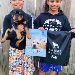 Rottweiler Puppies from KarmaKennelPNW