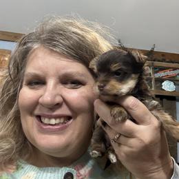 Joy - Chocolate and tan female Yorkshire Terrier puppy in Tangipahoa County, Louisiana from Riche’ Louisiana Yorkies