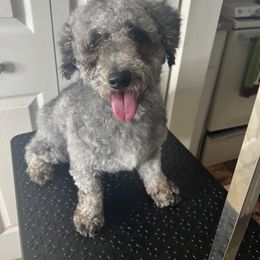 Marcy - Poodle
