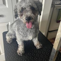 Marcy - Poodle