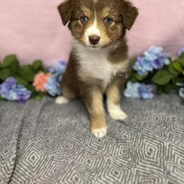 Australian Shepherd Puppies from Copper Top Aussies