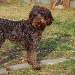 Australian Labradoodle All Grown Up from Cottonwood Labradoodles