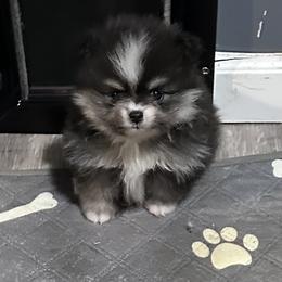 Rival - Black and tan female Pomeranian puppy in Harrisonville, Missouri from Cindy's Pomeranians