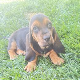 Girl 4 - Black brown and white female Basset Hound puppy in Panhandle, Texas from TNT Bassets