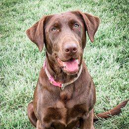 Zoey - Labrador Retriever