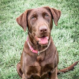 Zoey - Labrador Retriever