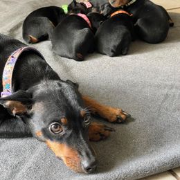 Doberman Pinscher and Miniature Pinscher Puppies from 305dobiez