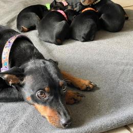 Doberman Pinscher and Miniature Pinscher Puppies from 305dobiez