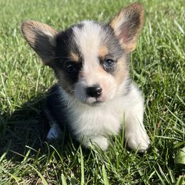Bexley - Black and tan male Pembroke Welsh Corgi puppy in Rolla, Missouri from Chapman Corgis
